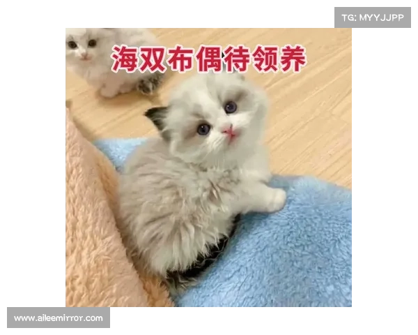 猫咪领养攻略:带回一只属于你的以太猫 猫咪领养攻略:带回一只属于你的以太猫